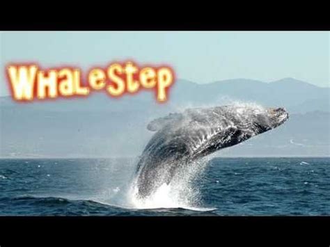 Whalestep .